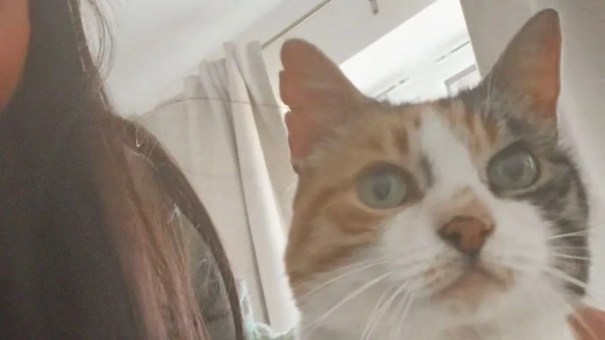 10 Yıldır Kayıp Tekir Kedi Charlie, Sahibinin Doğum Gününde Evine Döndü