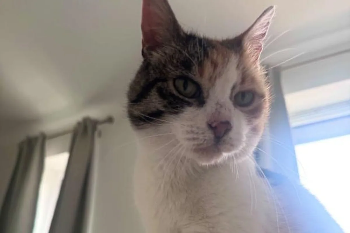 10 Yıldır Kayıp Tekir Kedi Charlie, Sahibinin Doğum Gününde Evine Döndü