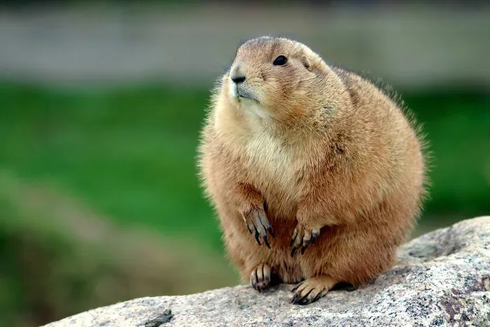 A cute prairie dog sitting on a rock, illustrating potential misunderstandings between locals and foreigners.