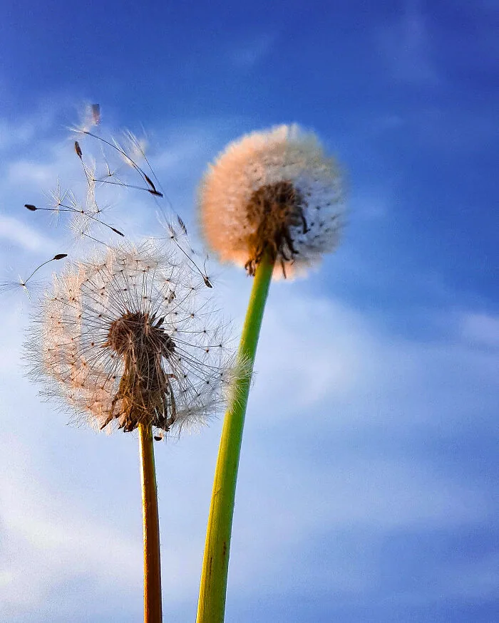 Make A Wish