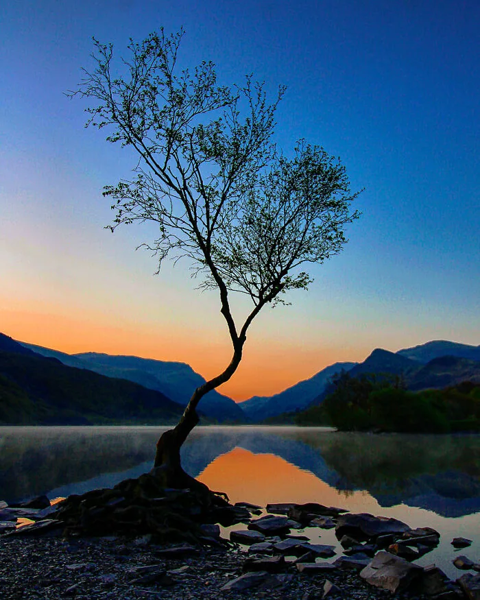 Tree's A Crowd