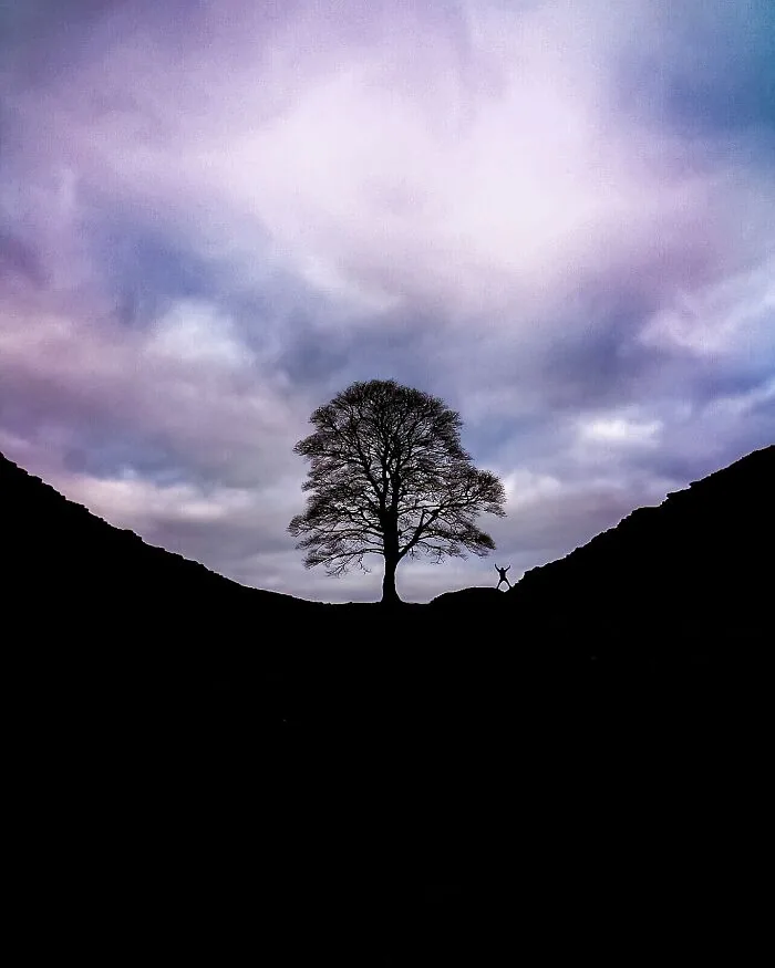Tree's Company